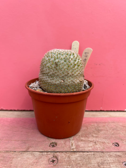 Mammillaria albilanata (469)