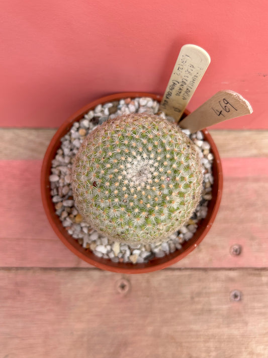 Mammillaria albilanata (469)