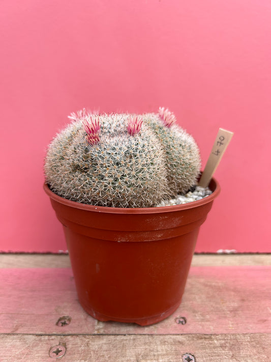 Mammillaria albilanata (470)