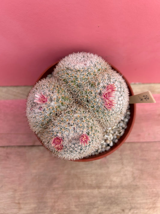 Mammillaria albilanata (470)
