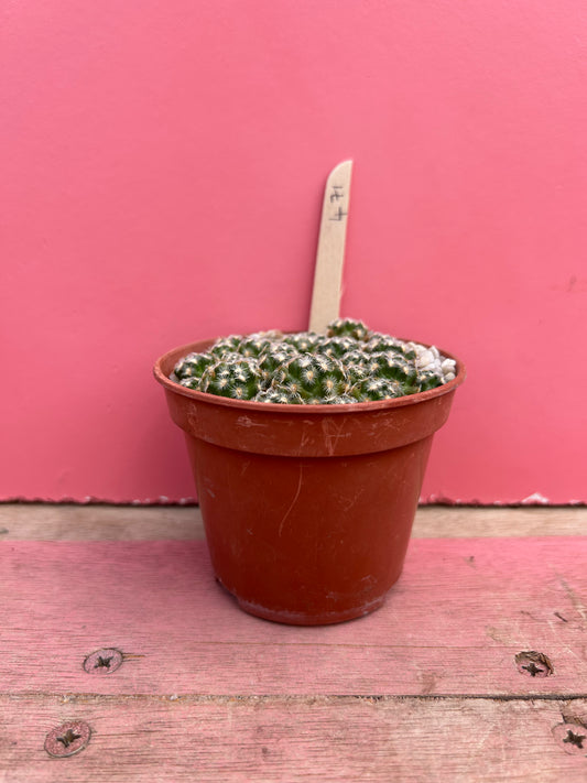 Mammillaria roczekii (471)