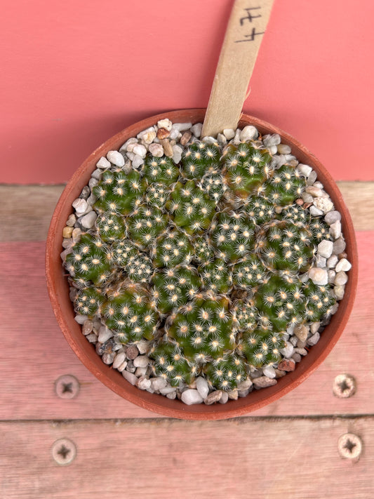 Mammillaria roczekii (471)