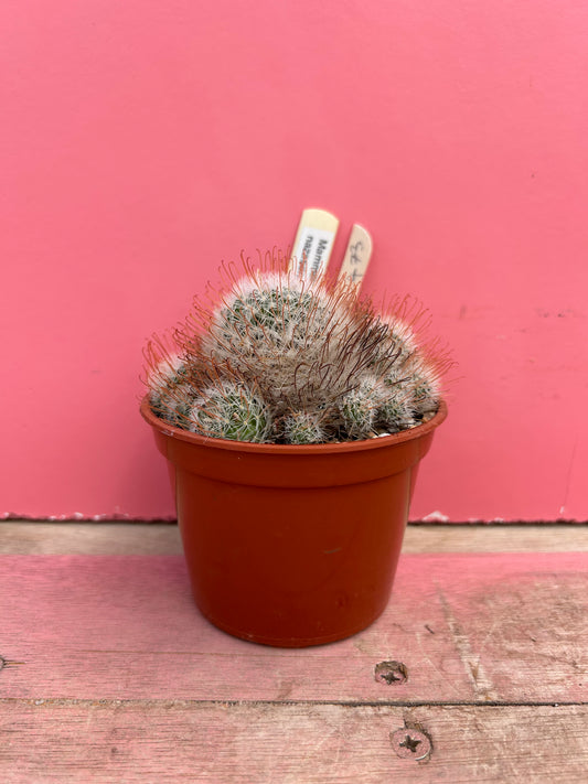 Mammillaria nazasensis (473)