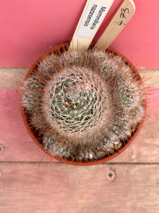 Mammillaria nazasensis (473)