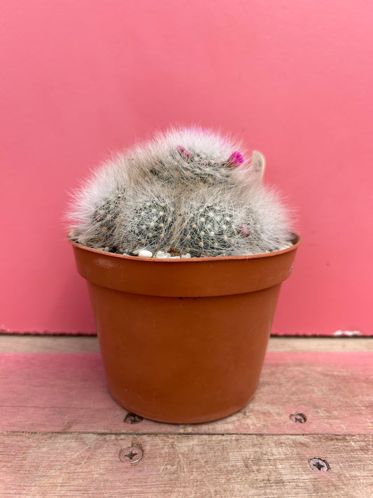 Mammillaria laui (472)