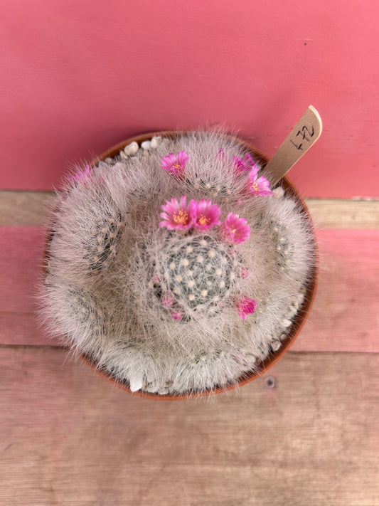 Mammillaria laui (472)