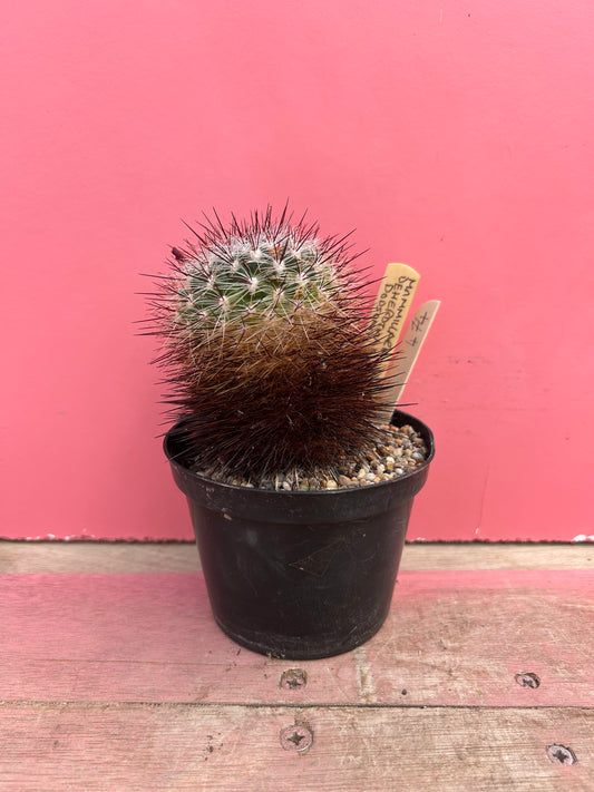 Mammillaria deherdtiana var. dodsonii (474)