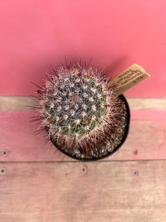 Mammillaria deherdtiana var. dodsonii (474)
