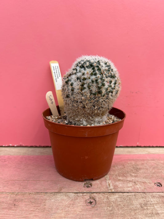 Mammillaria huitzilopochtli (white spine) (475)