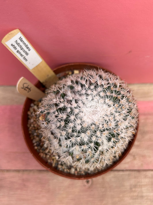 Mammillaria huitzilopochtli (white spine) (475)