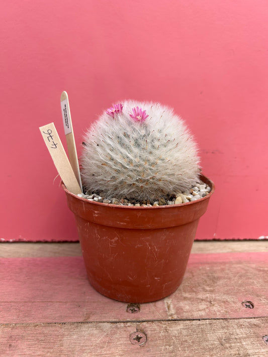 Mammillaria grahamii (476)