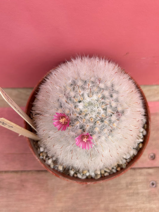 Mammillaria grahamii (476)