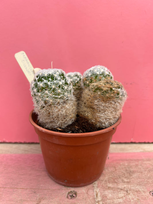 Mammillaria duwei (477)