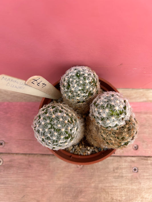 Mammillaria duwei (477)