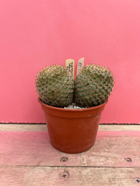 Mammillaria huitzilopochtli (478)