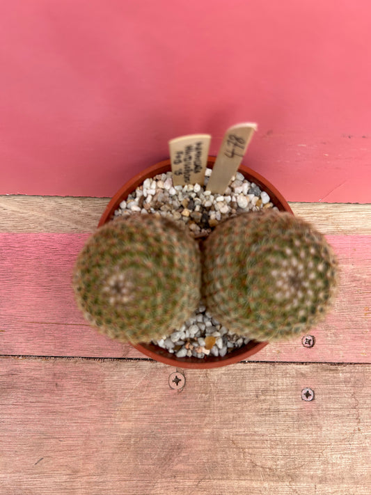 Mammillaria huitzilopochtli (478)
