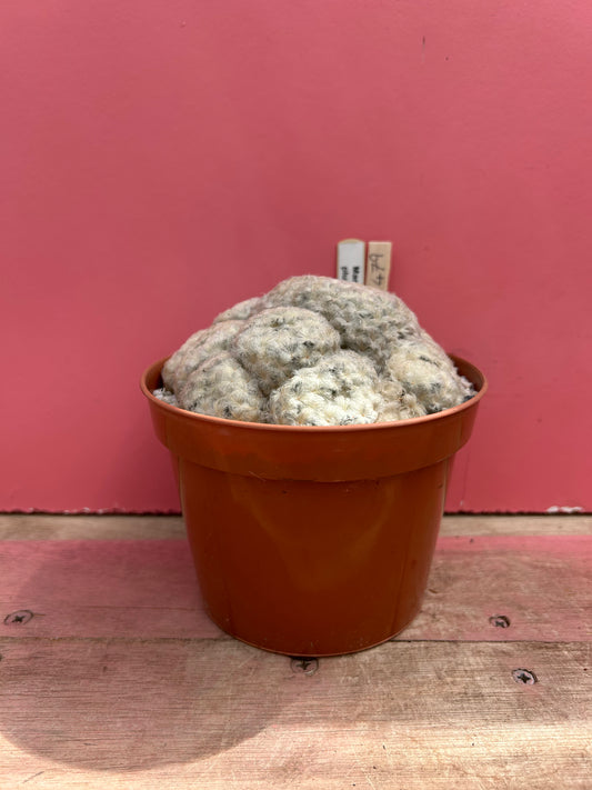 Mammillaria plumosa (479)