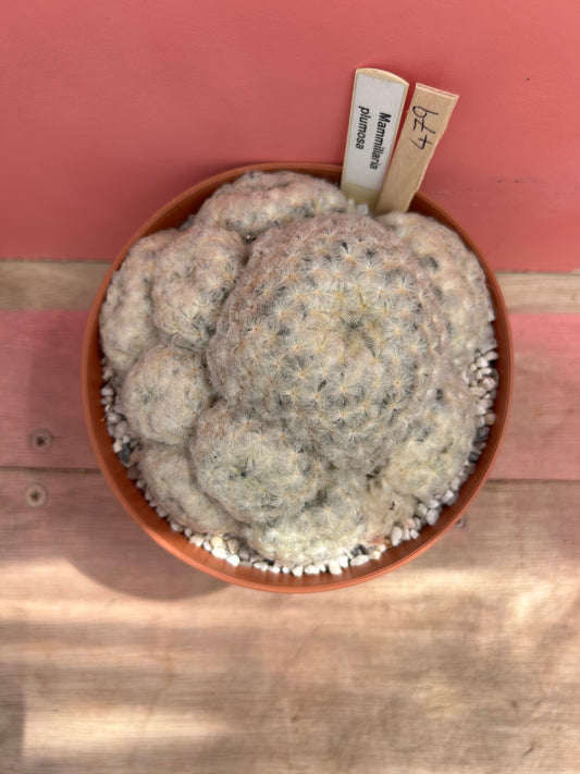 Mammillaria plumosa (479)