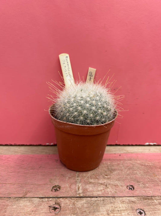 Mammillaria senilis (480)