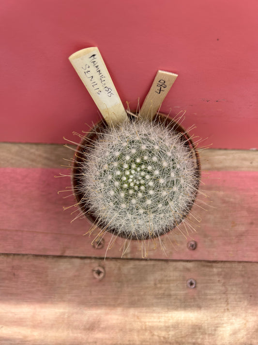 Mammillaria senilis (480)