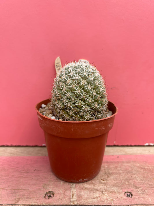 Mammillaria schumannii ssp. globosa (481)