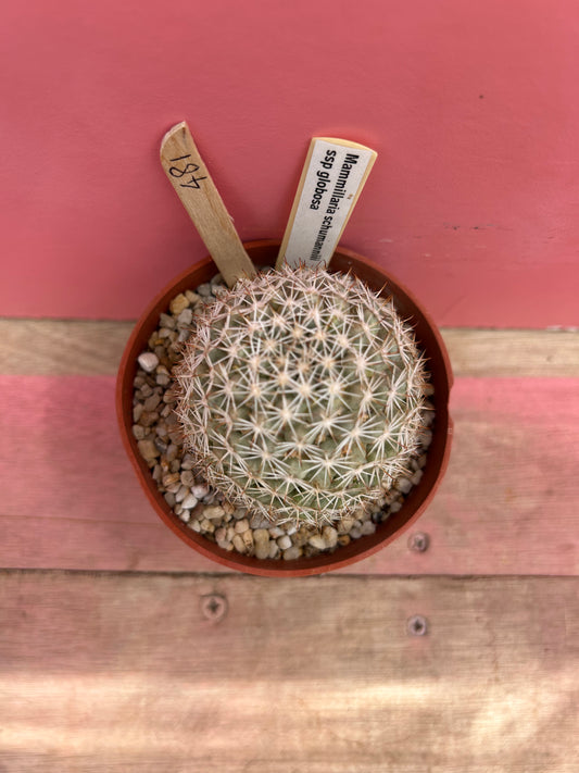Mammillaria schumannii ssp. globosa (481)