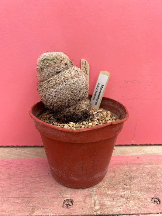 Mammillaria haudeana (482)