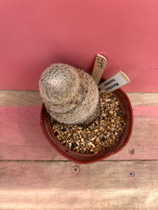 Mammillaria haudeana (482)