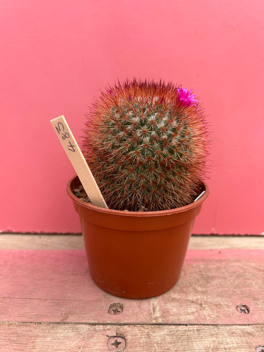 Mammillaria spinosissima (483)