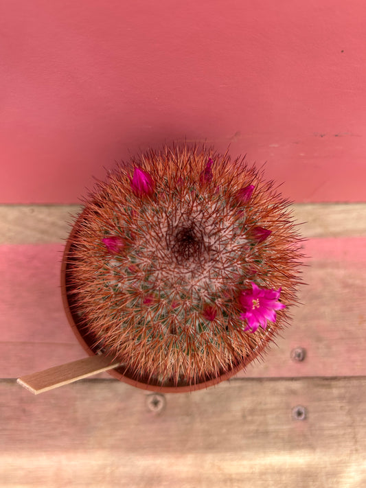 Mammillaria spinosissima (483)