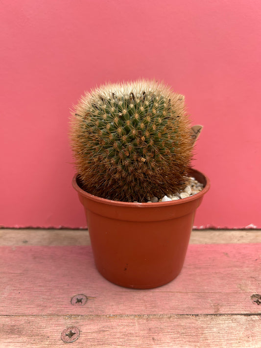 Mammillaria spinosissima (484)