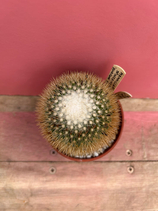Mammillaria spinosissima (484)