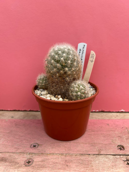 Mammillaria bauhii (485)