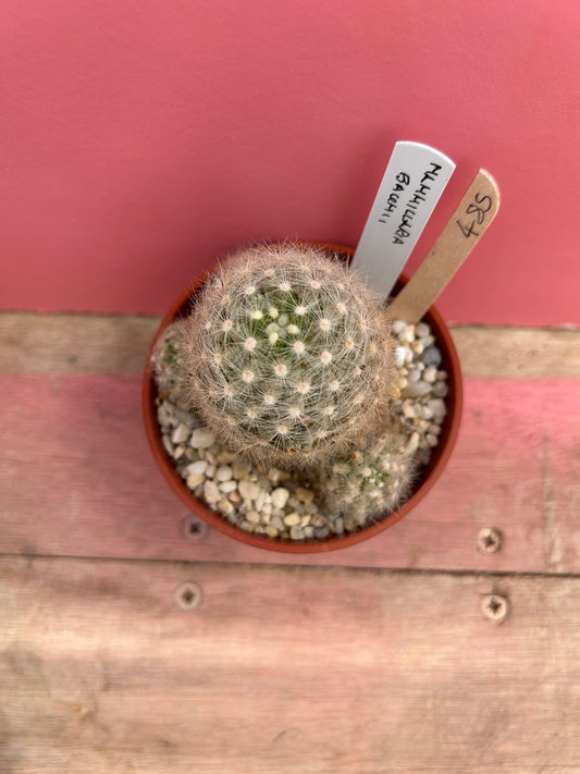 Mammillaria bauhii (485)