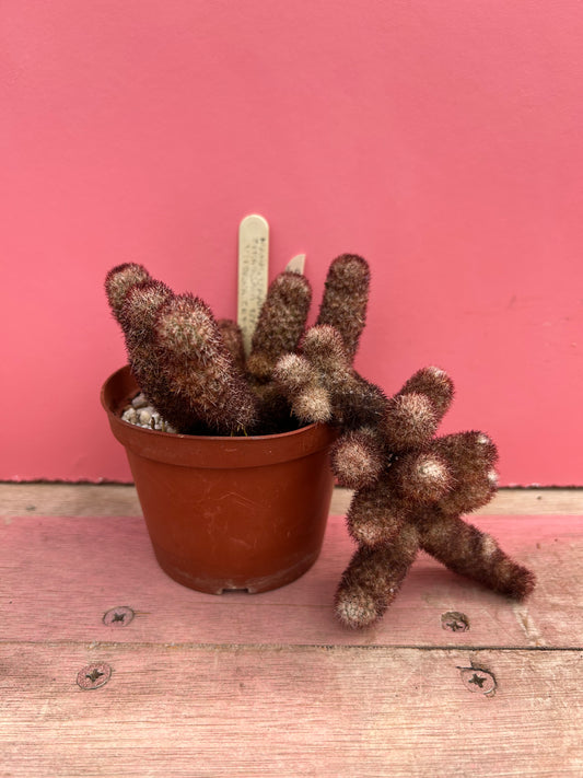 Mammillaria sphacelata ssp. viperina (486)