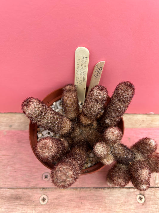 Mammillaria sphacelata ssp. viperina (486)