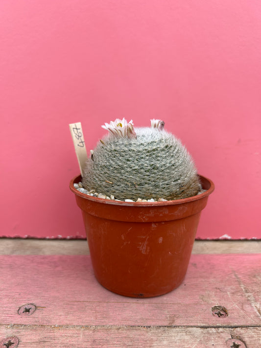 Mammillaria lenta (487)