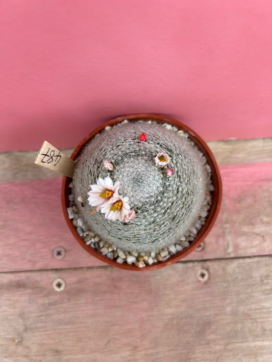 Mammillaria lenta (487)