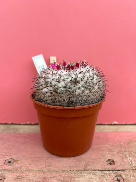Mammillaria saetigera (488)