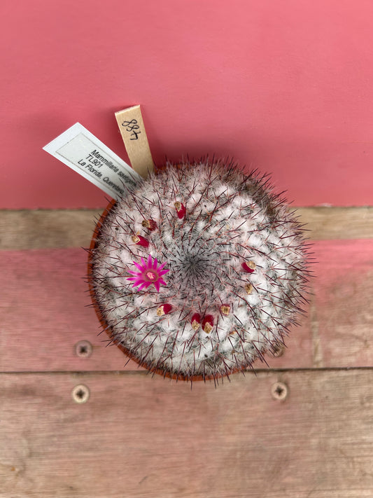 Mammillaria saetigera (488)