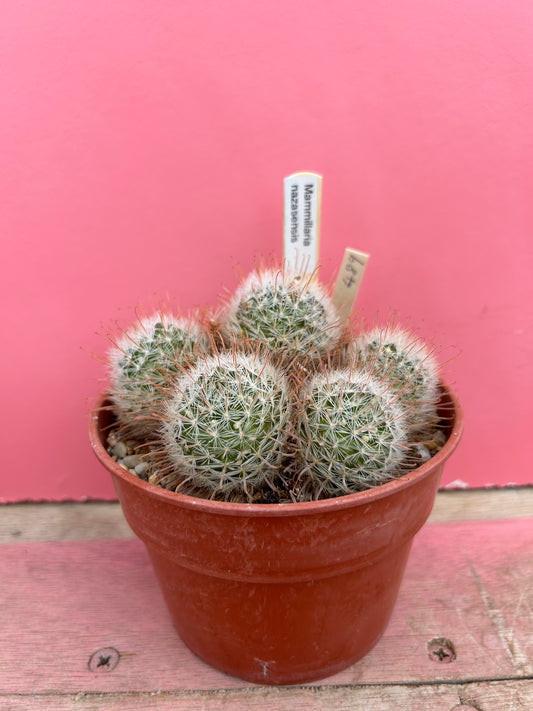 Mammillaria nazasensis (489)