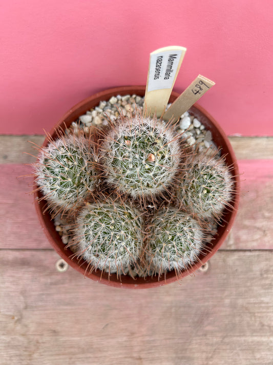 Mammillaria nazasensis (489)
