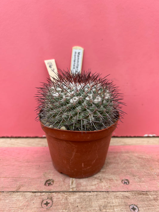Mammillaria montensis (490)