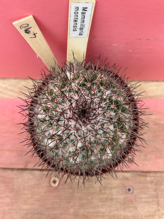 Mammillaria montensis (490)