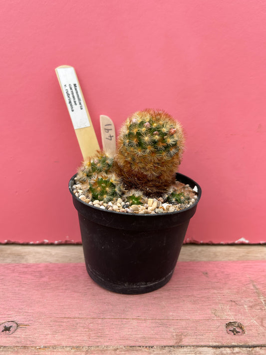 Mammillaria carmenae ssp rubrispina (491)