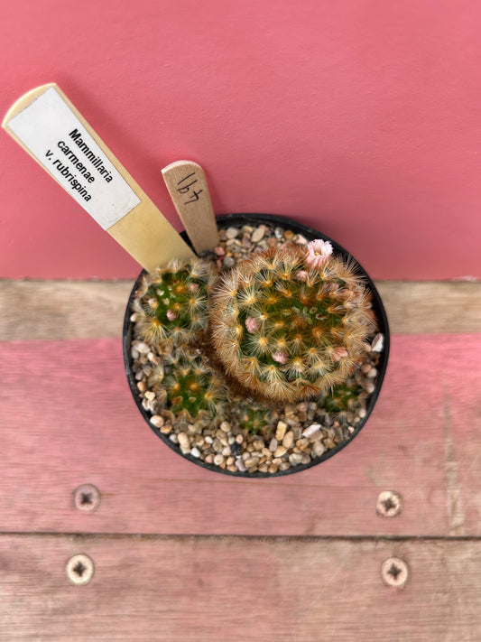 Mammillaria carmenae ssp rubrispina (491)