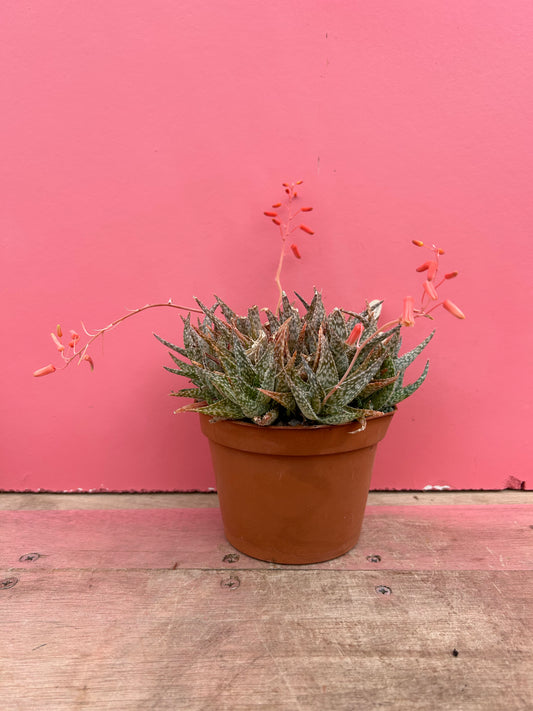 Aloe descoingsii x karasbergensis (492)