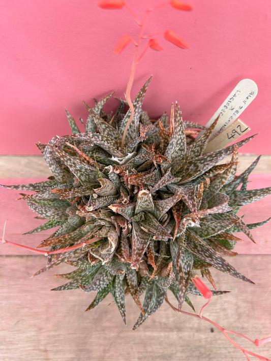 Aloe descoingsii x karasbergensis (492)