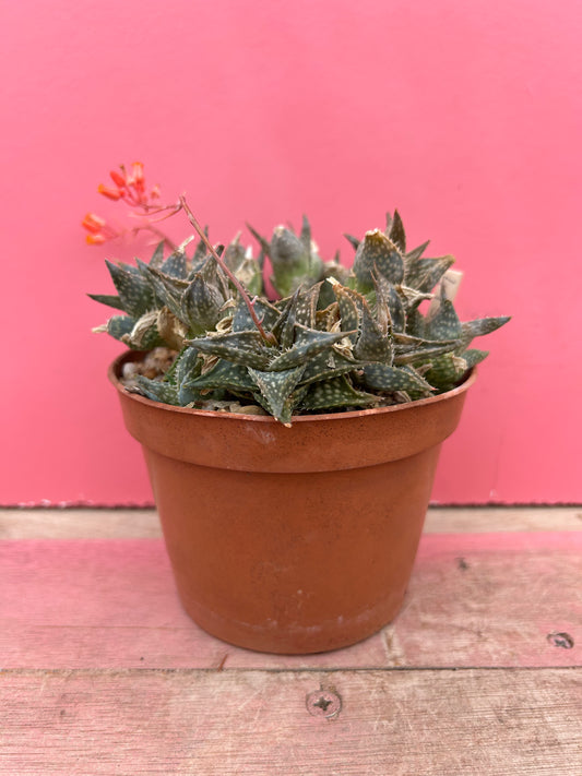 Aloe species (493)