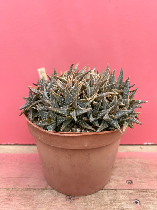 Aloe descoingsii hurti (494)